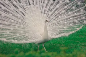An elegant white peacock displays its stunning tail feathers in a lush green setting. jigsaw puzzle