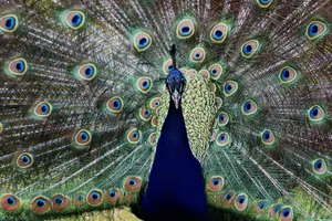 A stunning peacock showcasing its vibrant, colorful tail feathers outdoors. jigsaw puzzle