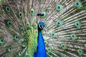Close-up of a colorful peacock with its tail feathers fully fanned out, showcasing natural beauty. jigsaw puzzle