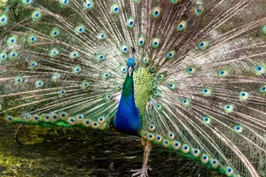 A majestic peacock displays its vibrant tail feathers showcasing natural beauty and elegance. jigsaw puzzle