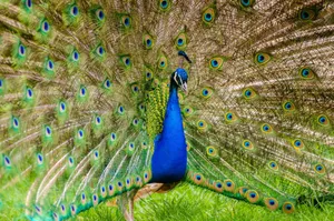 Close-up of a peacock with its colorful feathers fully spread, showcasing stunning plumage. jigsaw puzzle