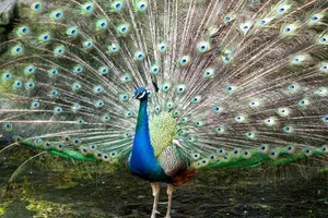 A peacock majestically displays its colorful plumage in a natural outdoor setting, showcasing the intricate feather patterns. jigsaw puzzle