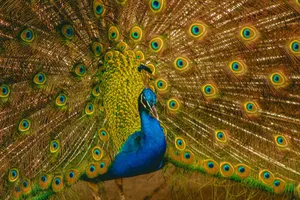 A stunning peacock showcasing its colorful and vibrant plumage in an outdoor setting. jigsaw puzzle