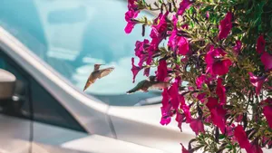 Two hummingbirds hovering next to vibrant pink flowers outdoors. jigsaw puzzle