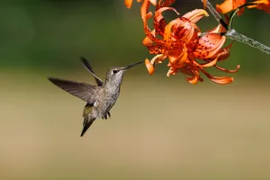 A hummingbird gracefully hovers beside an orange tiger lily, capturing a perfect wildlife moment. jigsaw puzzle