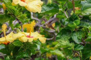 A hummingbird captured mid-flight near bright yellow hibiscus flowers amidst green foliage. jigsaw puzzle