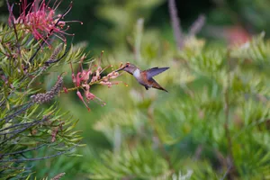 Hummingbird in flight, feeding on vibrant Grevillea blooms in a lush summer garden. jigsaw puzzle