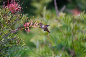 A hummingbird in flight feeding on bright pink flowers in a vibrant garden setting. jigsaw puzzle