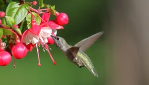 Close-up of an Anna's hummingbird feeding on vibrant fuchsia flowers in a garden setting. jigsaw puzzle