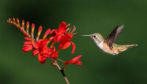 Close-up of a hummingbird feeding on vibrant red blooms against a blurred green background. jigsaw puzzle