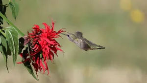 Anna's hummingbird feeding from a vibrant red flower in a garden setting. jigsaw puzzle