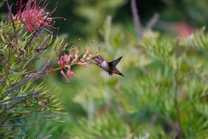 Close-up of a hummingbird feeding on pink flowers in a lush Los Angeles garden. jigsaw puzzle