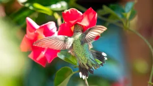 Close-up of a hummingbird pollinating a bright red flower in Wake Forest, NC. jigsaw puzzle