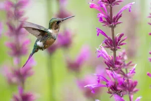 A hummingbird hovers beside vibrant purple flowers, capturing nature's elegance. jigsaw puzzle