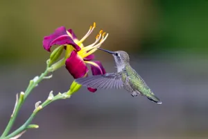 A hummingbird delicately feeds on a vivid red flower, showcasing nature's elegance. jigsaw puzzle