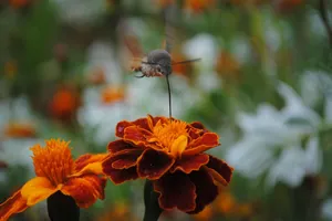 A close-up of a hummingbird feeding from a vibrant marigold, showcasing nature's beauty. jigsaw puzzle