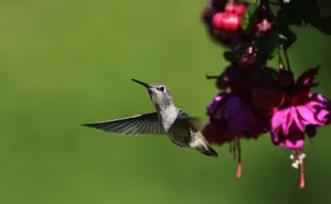 Stunning image of an Anna's hummingbird hovering near vibrant flowers in a sunny garden. jigsaw puzzle