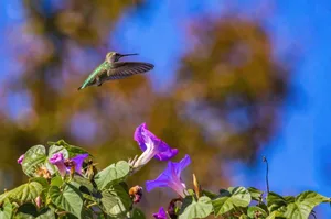 A hummingbird hovers near vibrant morning glory flowers, captured mid-flight. jigsaw puzzle