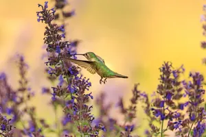 A stunning hummingbird hovers near vibrant purple flowers against a warm background. jigsaw puzzle