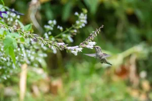 A vibrant hummingbird in flight sipping nectar from purple flowers in a lush garden. jigsaw puzzle