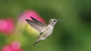 Close-up of an Anna's Hummingbird gracefully suspended in flight. jigsaw puzzle