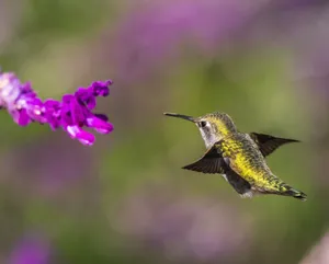 Captivating image of a hummingbird in flight near vibrant purple flowers, showcasing nature's beauty. jigsaw puzzle