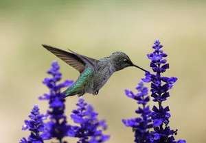 A hummingbird gracefully hovers near purple flowers, showcasing nature's beauty. jigsaw puzzle