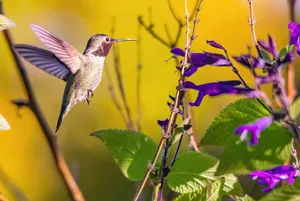 A stunning hummingbird hovers midair next to vivid purple flowers in a natural setting. jigsaw puzzle