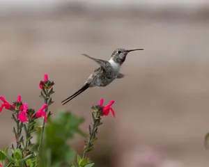 Close-up of a hummingbird flying near bright pink flowers, set against a natural background. jigsaw puzzle