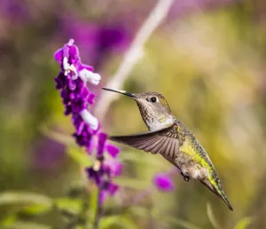 A close-up shot of a hummingbird hovering while feeding on a vibrant purple flower. jigsaw puzzle