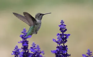 Close-up of an Anna's hummingbird hovering near stunning purple flowers, capturing nature's vibrancy. jigsaw puzzle