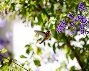 A hummingbird in motion near blooming purple flowers, set against lush greenery. jigsaw puzzle