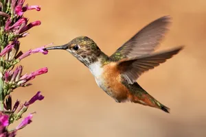 Close-up of a rufous hummingbird feeding on vibrant pink flowers in natural setting. jigsaw puzzle