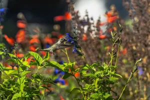 Hummingbird captured mid-flight sipping nectar from colorful wildflowers in a sunlit garden. jigsaw puzzle