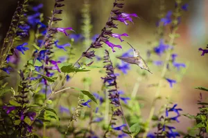 A hummingbird hovers delicately collecting nectar from vibrant purple flowers, showcasing nature's elegance in spring. jigsaw puzzle