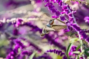 A hummingbird delicately hovers near vibrant purple flowers, capturing the essence of nature's beauty. jigsaw puzzle