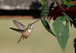Close-up of a rufous hummingbird in flight near a vibrant red flower. jigsaw puzzle