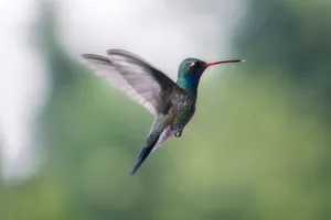 Vibrant hummingbird hovering in mid-air with blurred green background. jigsaw puzzle