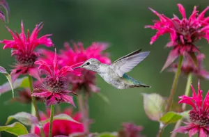 A hummingbird feeds on pink bee balm flowers with blurred green background. jigsaw puzzle