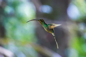 A stunning hummingbird captured in flight against a blurred natural background. jigsaw puzzle