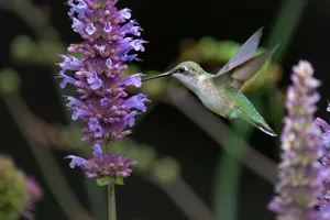 A hummingbird feeds on vibrant purple flowers in a summer garden. jigsaw puzzle