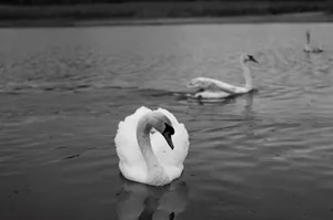 Elegant swans gracefully swimming on a serene lake in black and white. jigsaw puzzle