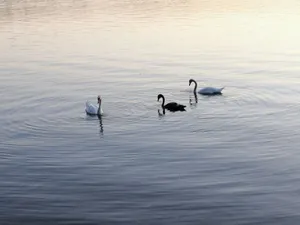 Three swans gracefully glide on a calm lake during a peaceful day. jigsaw puzzle