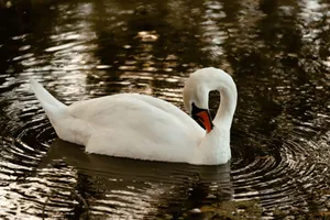 Elegant white swan swimming in a tranquil lake with gentle ripples and reflections glowing in the water. jigsaw puzzle