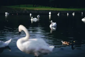 Graceful swans and ducks swim serenely on a calm lake surrounded by lush greenery. jigsaw puzzle