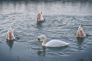 A serene scene of swans swimming gracefully in a calm lake, captured in natural light. jigsaw puzzle