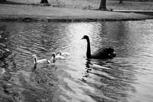 Free stock photo of swans jigsaw puzzle