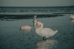 Graceful swans wading peacefully at the coastal edge of the serene sea. jigsaw puzzle