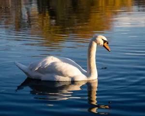 A graceful swan glides effortlessly across a calm lake, reflecting golden autumn hues. jigsaw puzzle