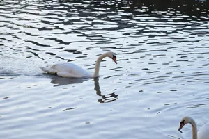 Two elegant swans glide smoothly over the rippling water surface, creating a peaceful scene. jigsaw puzzle